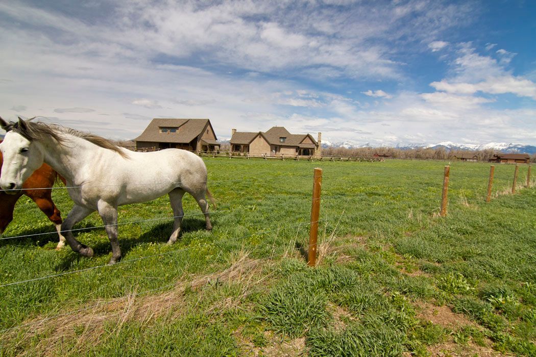 Two horses are grazing in a grassy field with a house in the background.
