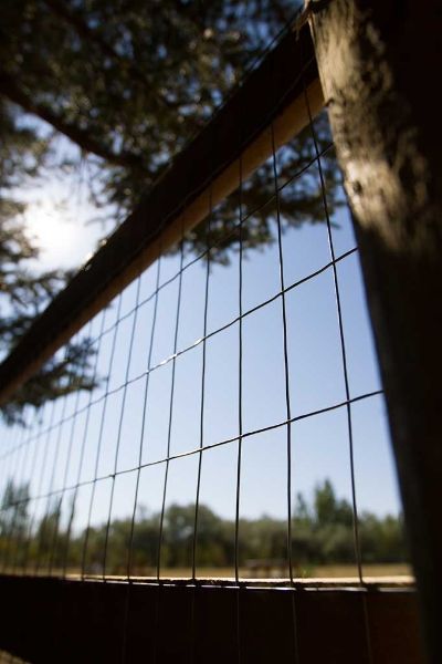 A fence with a tree in the background and the sun shining through it.