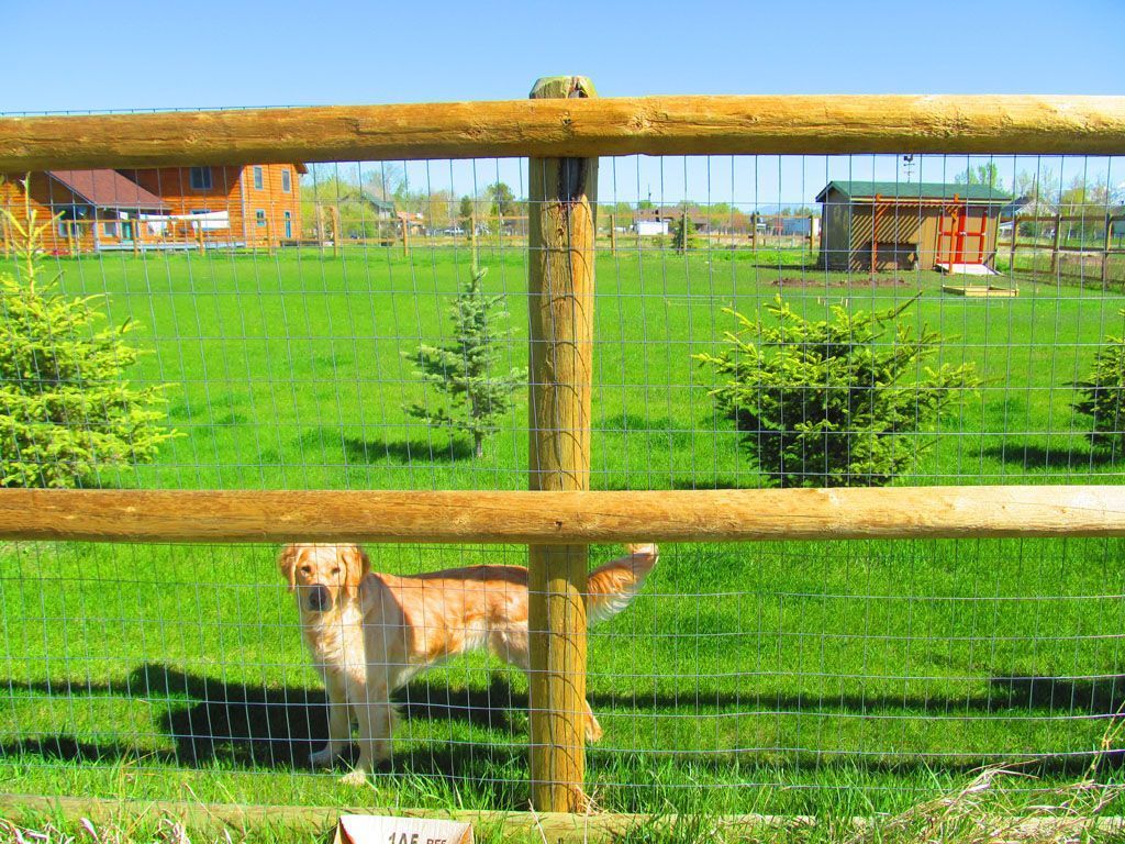 A dog standing behind a wooden fence in a grassy field.