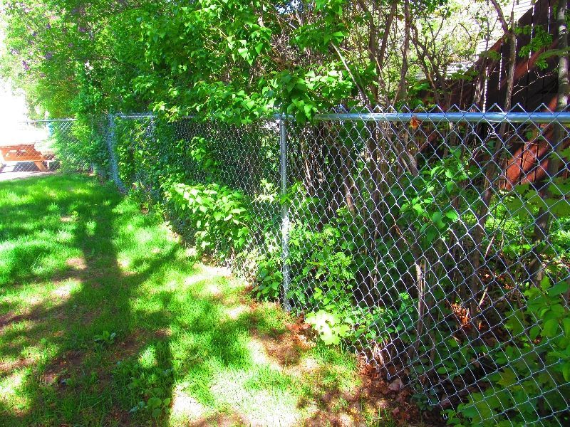 A chain link fence surrounds a lush green yard.