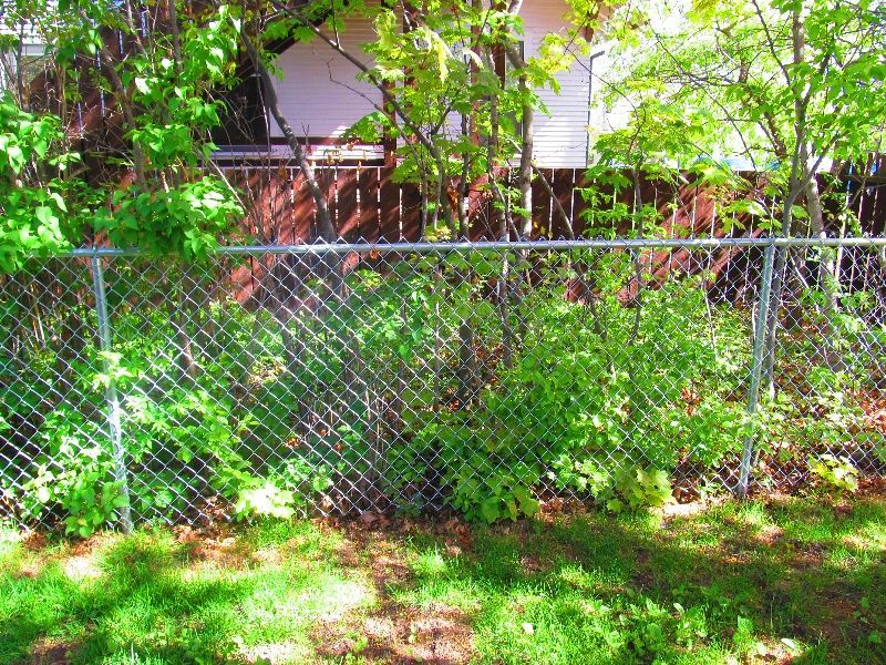 A chain link fence surrounds a lush green yard.