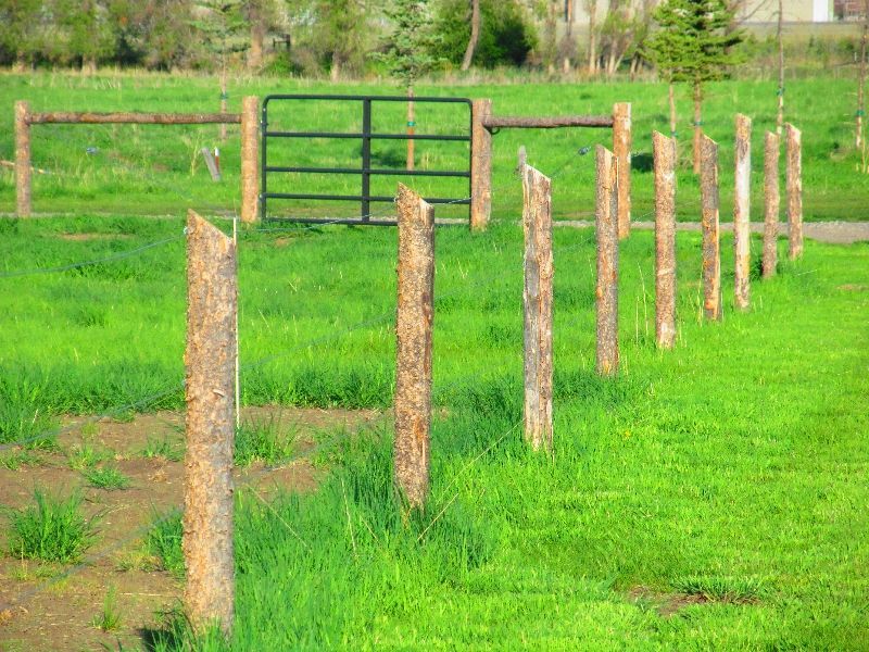 A wooden fence surrounds a grassy field with a gate in the background.