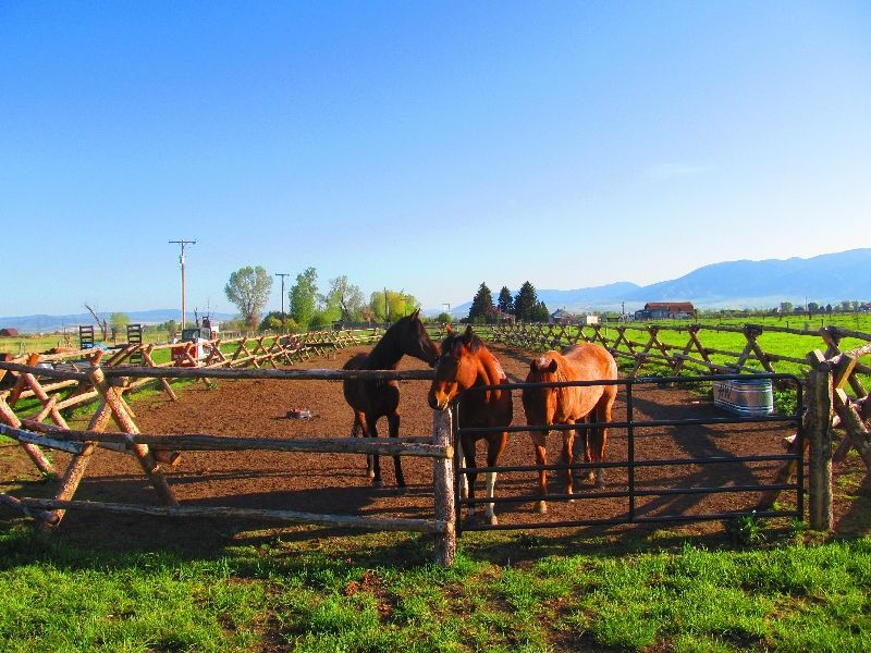 Three horses are standing behind a wooden fence in a field.