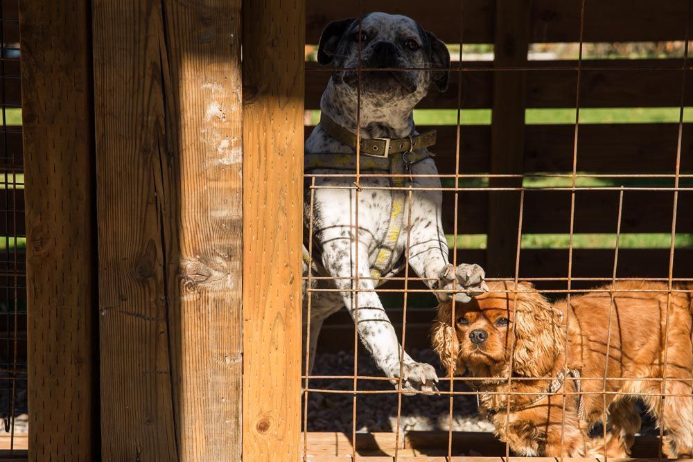 Two dogs are in a cage behind a wooden fence.