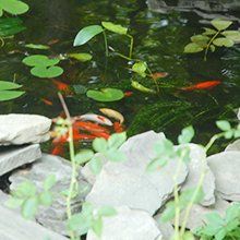 Koi fishes in a pond