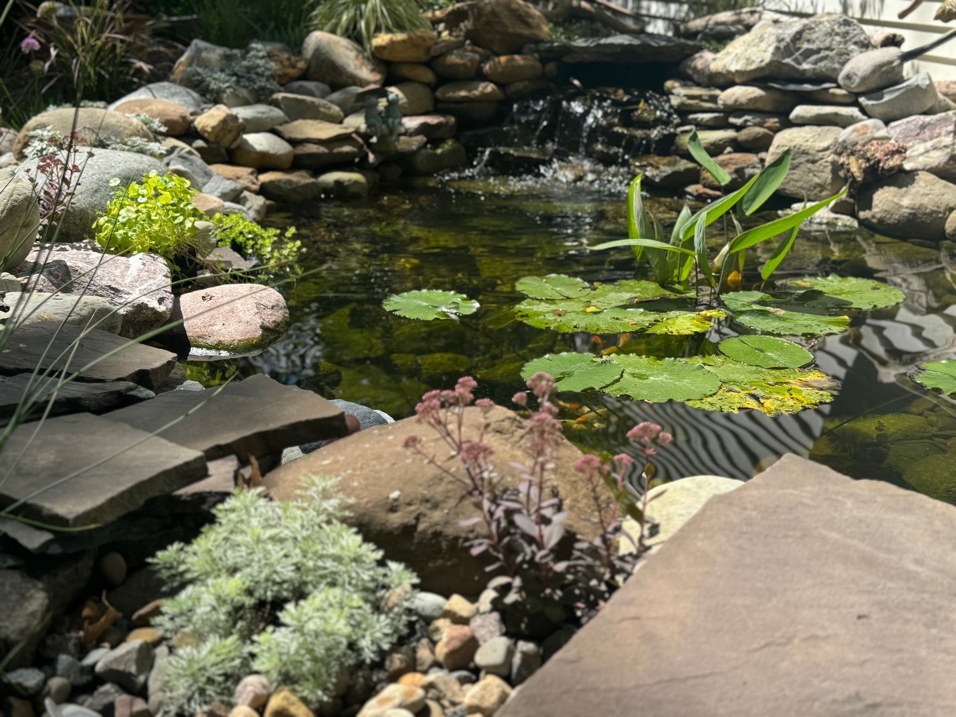 Small garden pond with lily pads, rocks, and surrounding plants in bright sunlight
