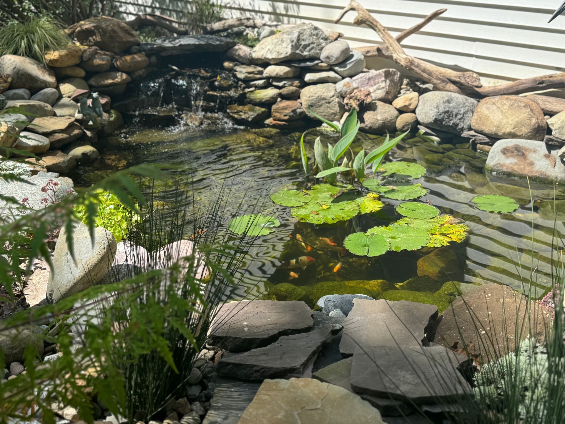 Small backyard pond with water lilies, rocks, and green plants beside a stone wall and white siding
