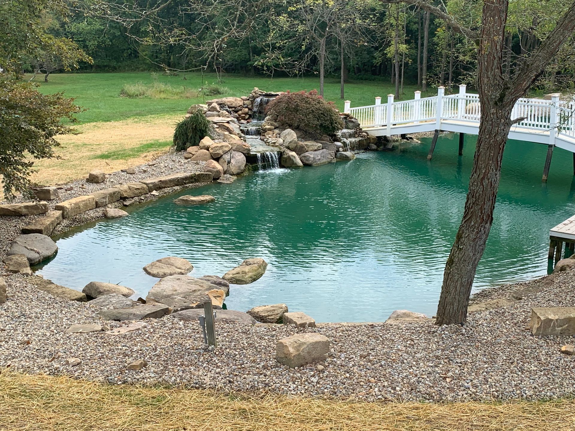 Backyard pond with turquoise water, rock waterfall, white bridge, and trees.