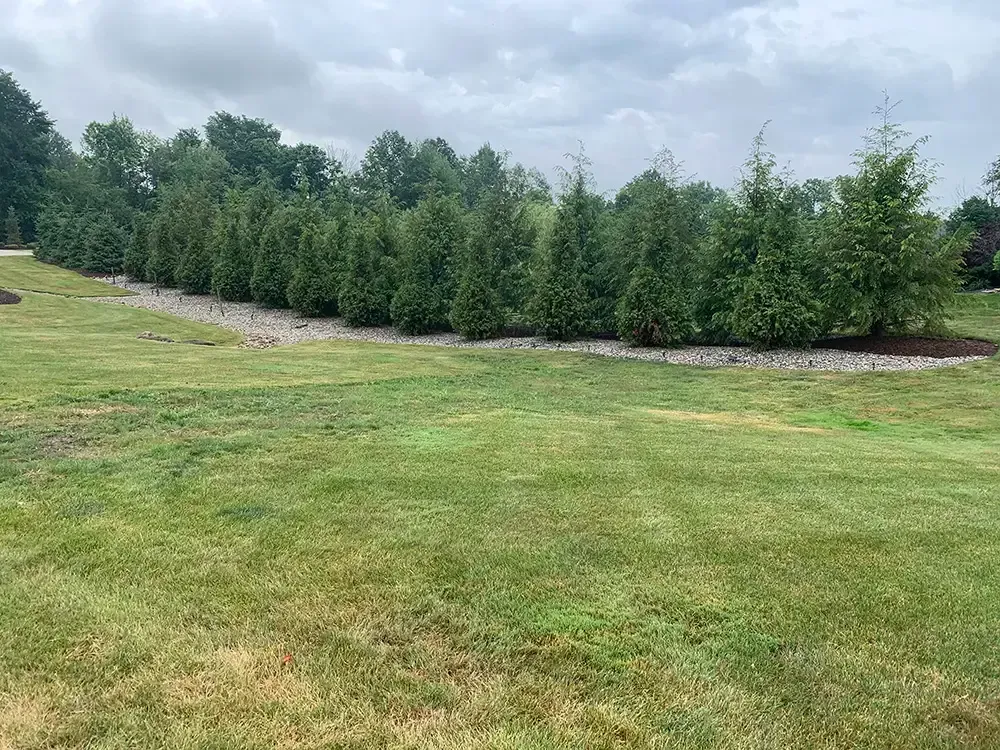 Row of evergreen trees along a grassy slope under a cloudy sky.
