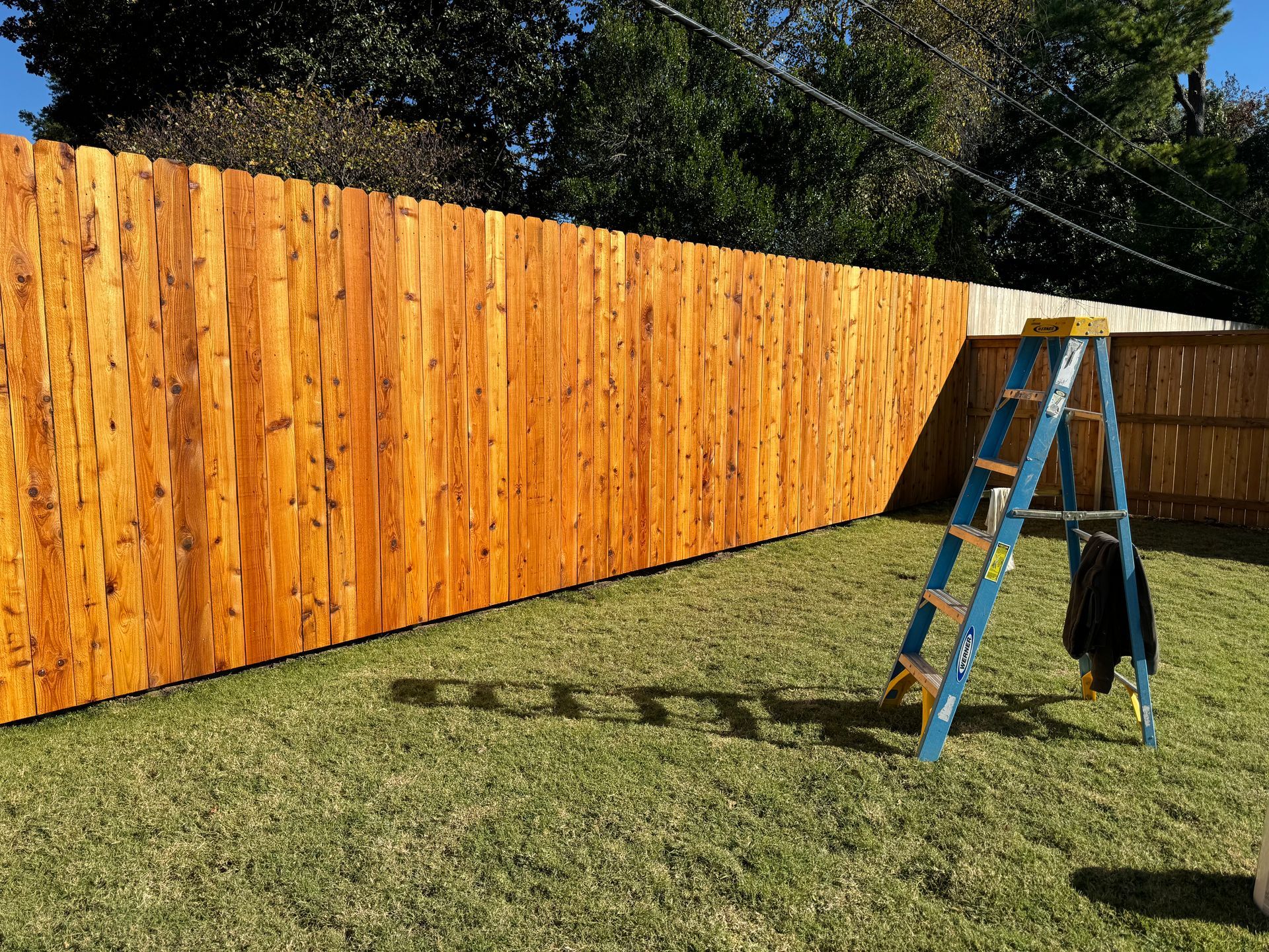 Wooden fence being stained orange, with a blue ladder on a grassy yard.