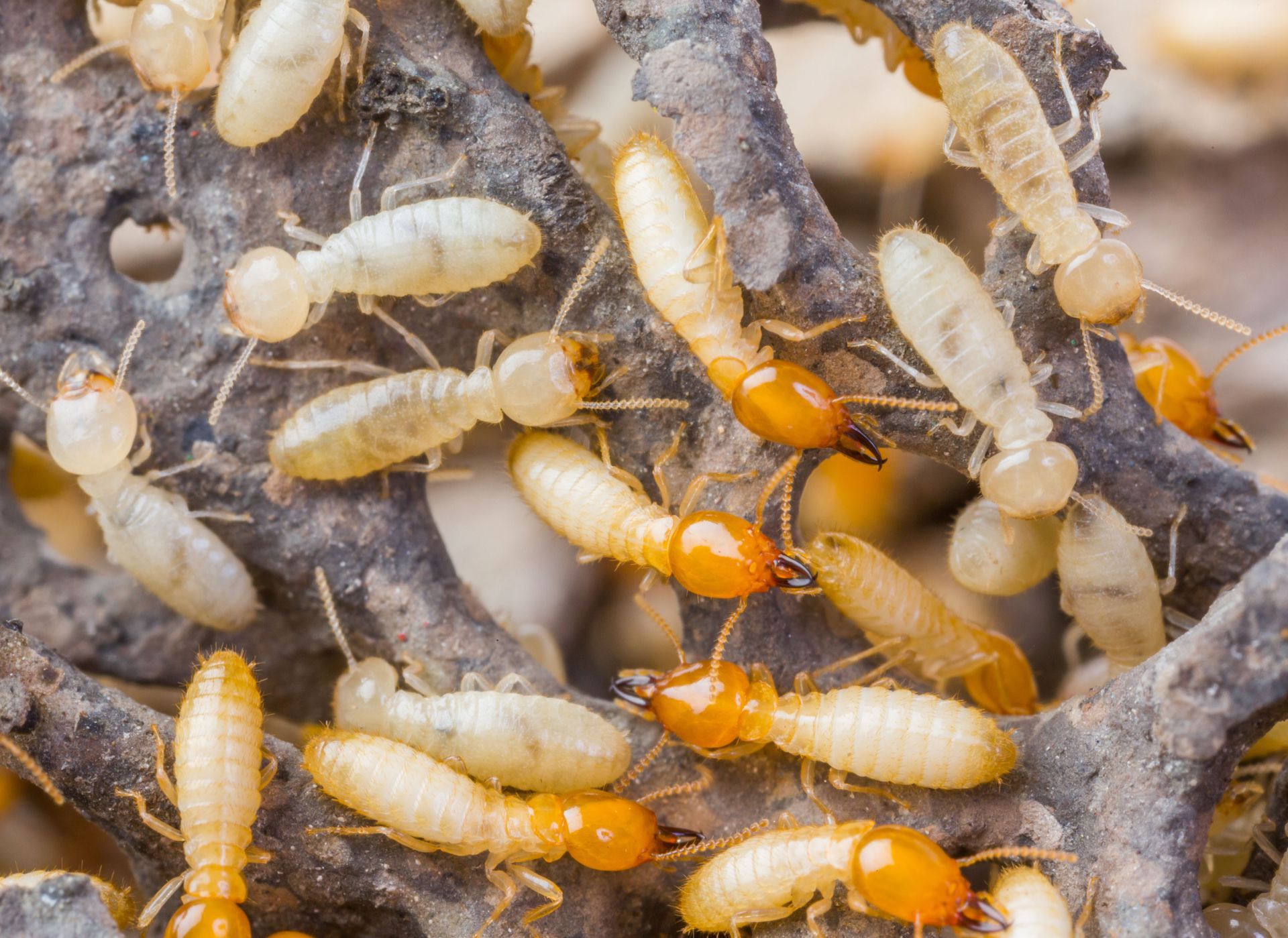 Close-up of termites on rough wood, with pale bodies and a few orange-headed workers.