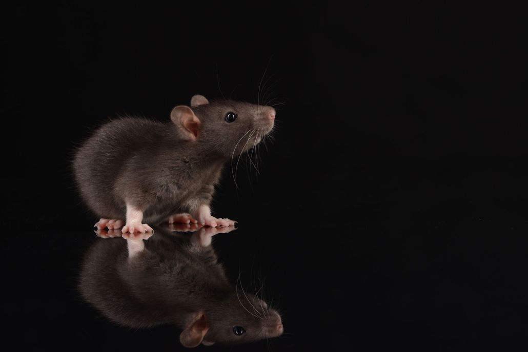 Brown rat standing on a glossy black surface with its reflection visible below