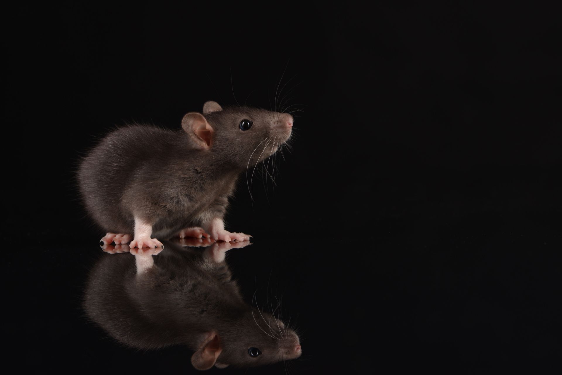 Brown rat standing on a glossy black surface with its reflection visible below