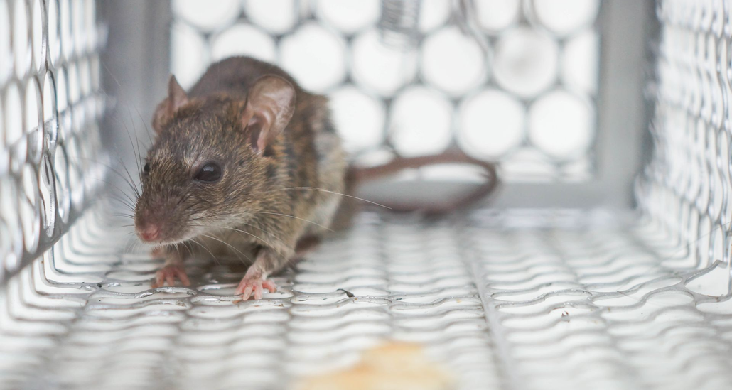Small brown mouse inside a wire trap, standing on a metal mesh floor.