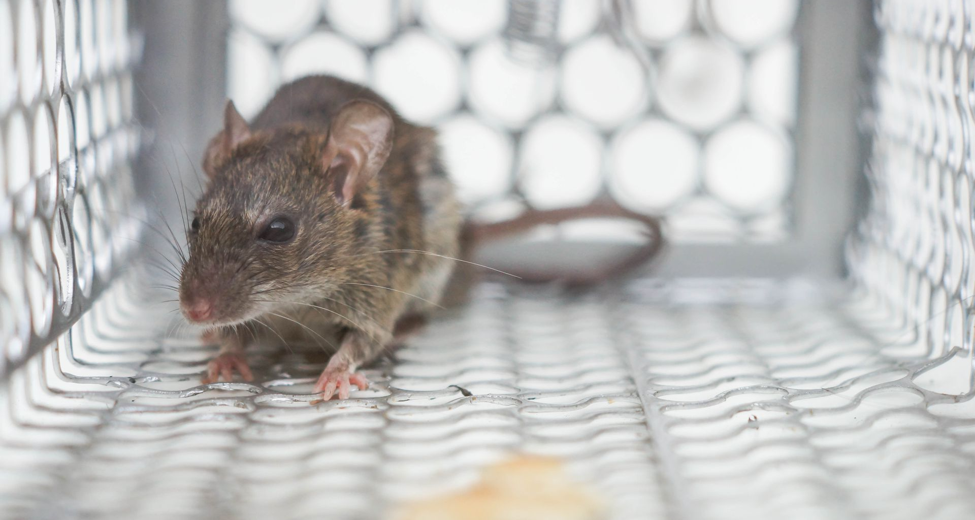 Small brown mouse inside a wire trap, standing on a metal mesh floor.