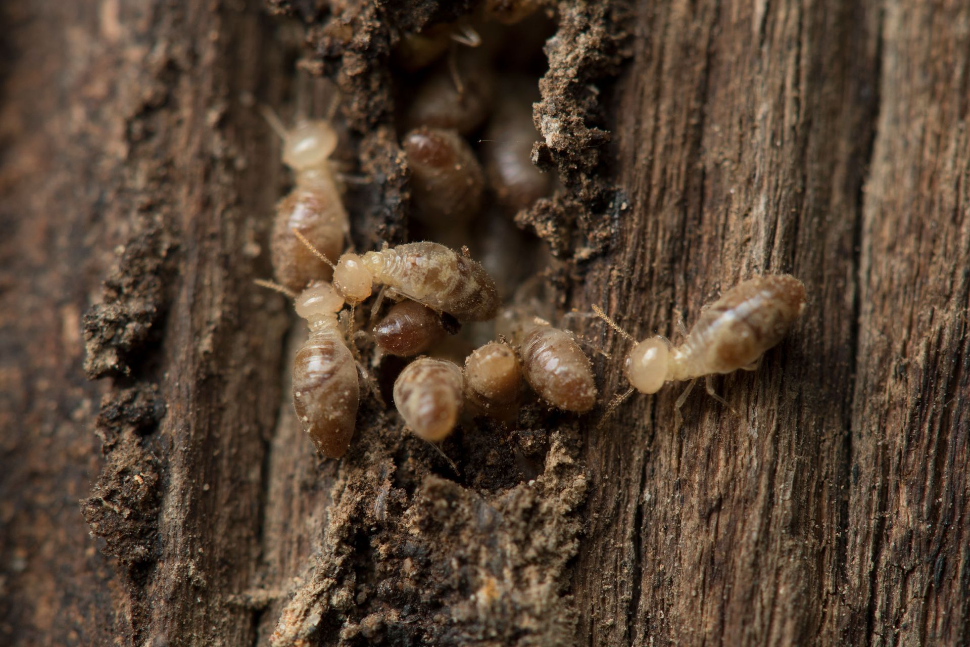 Termites clustered on rotten wood, tunneling through a crack in the bark