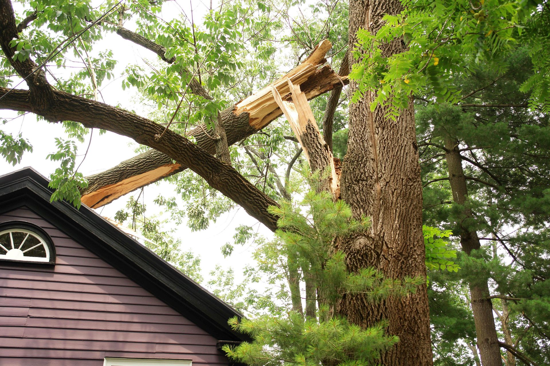 Damaged tree due to storm