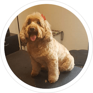 groomingdales coupons