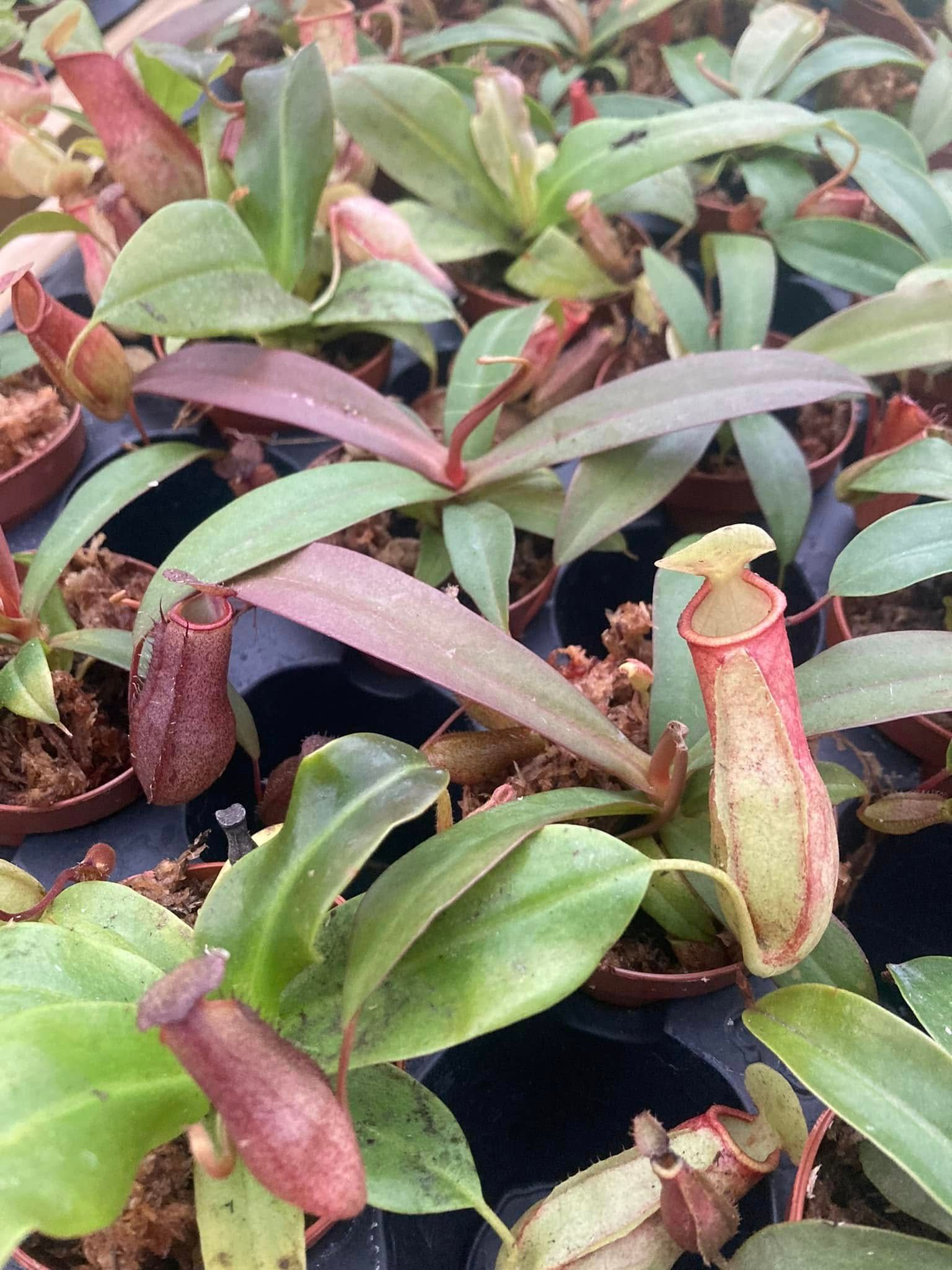 A group of pitcher plants growing in pots on a table.