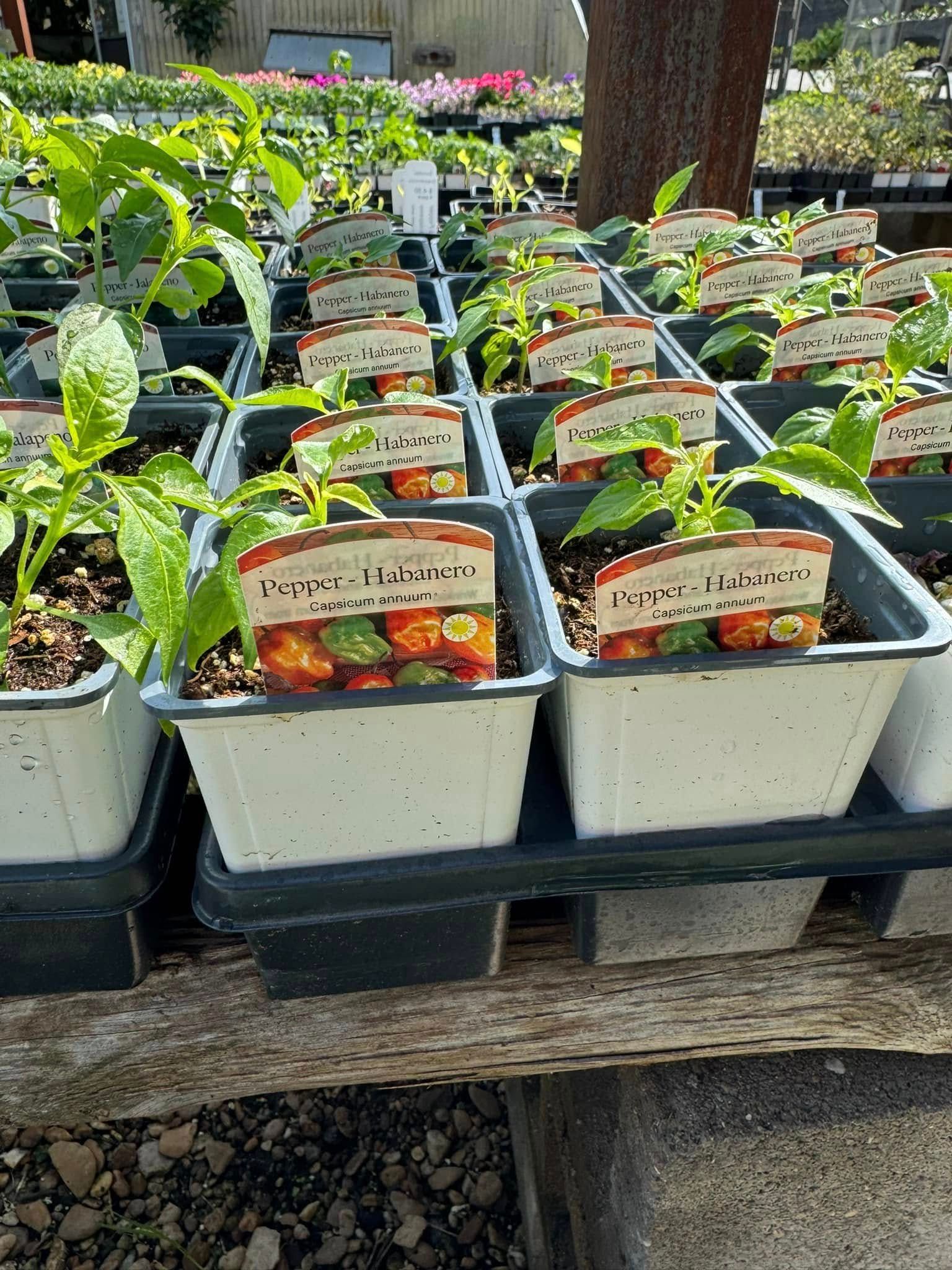 A row of potted plants sitting on top of a wooden table.