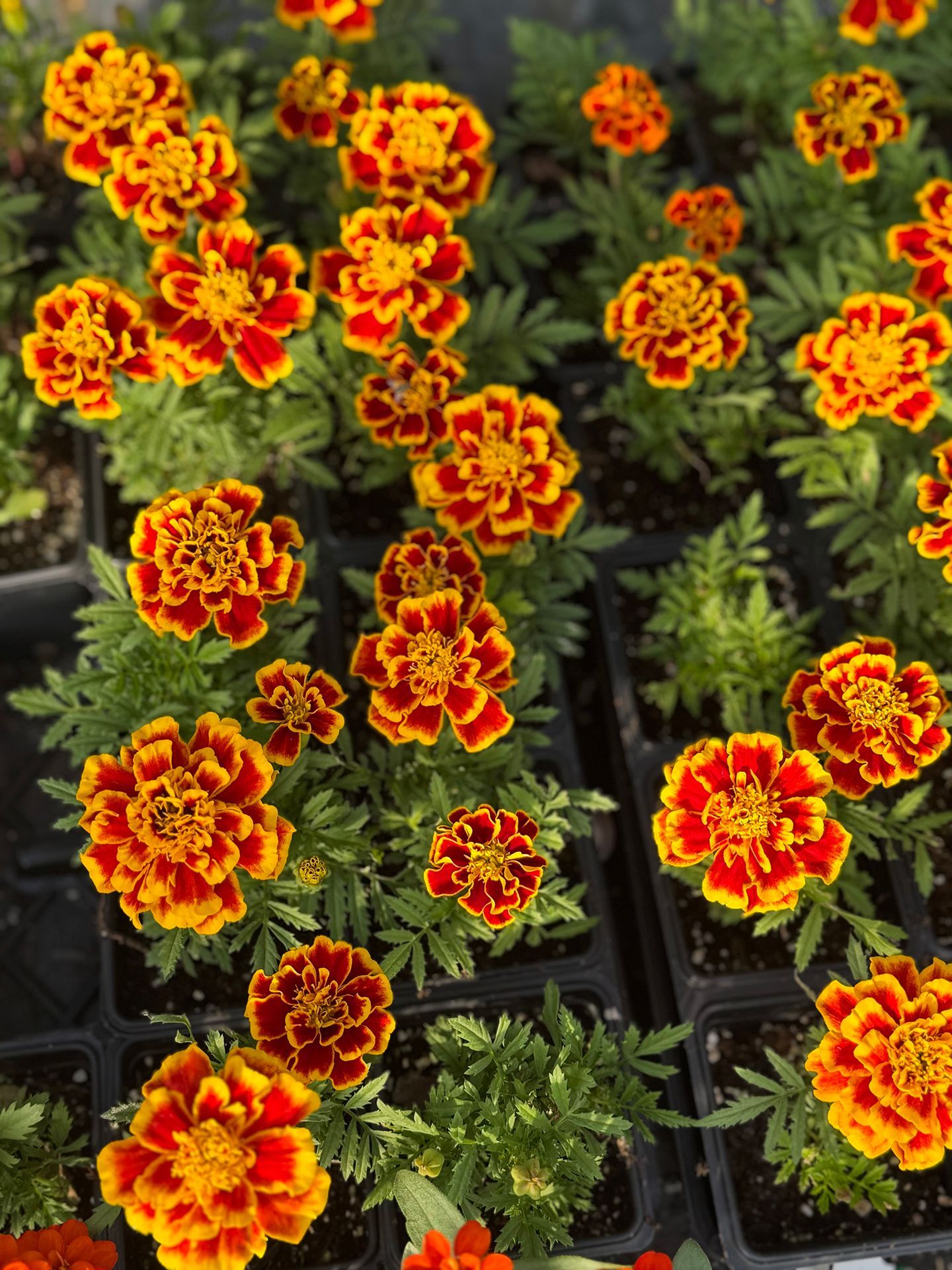 A bunch of red and yellow flowers are growing in pots.