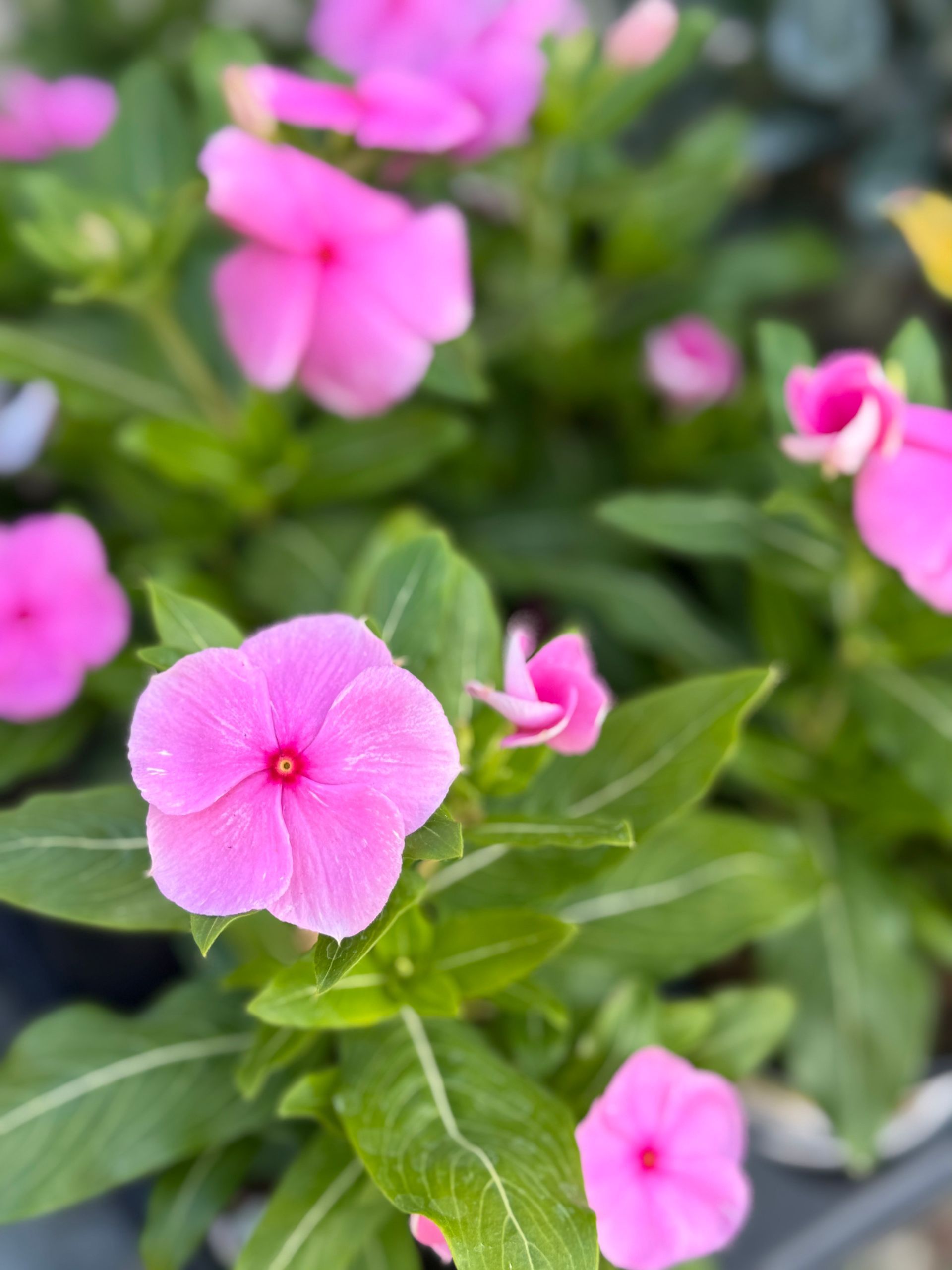 A close up of pink flowers with green leaves in a pot.