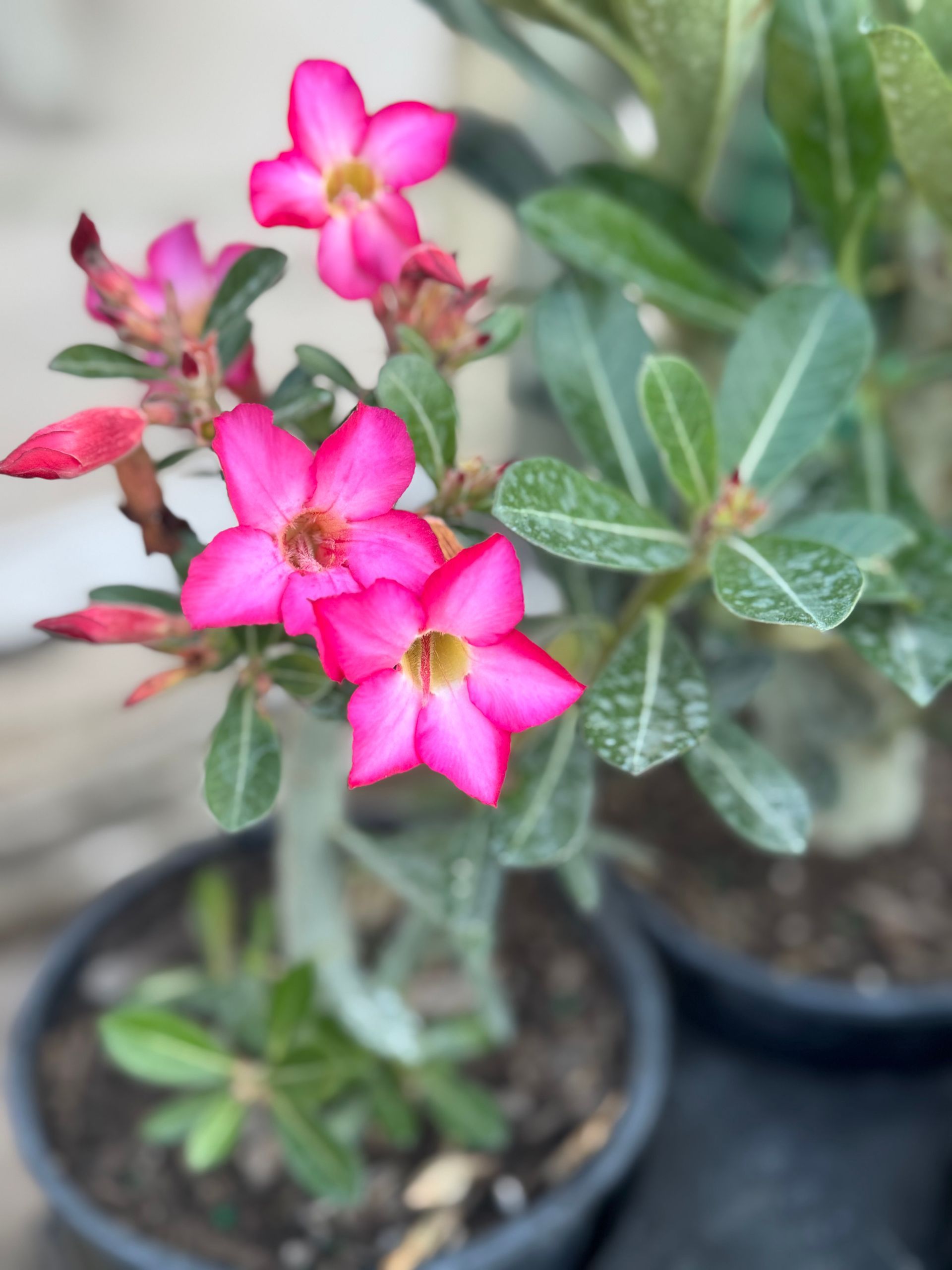 A close up of a pink flower in a pot