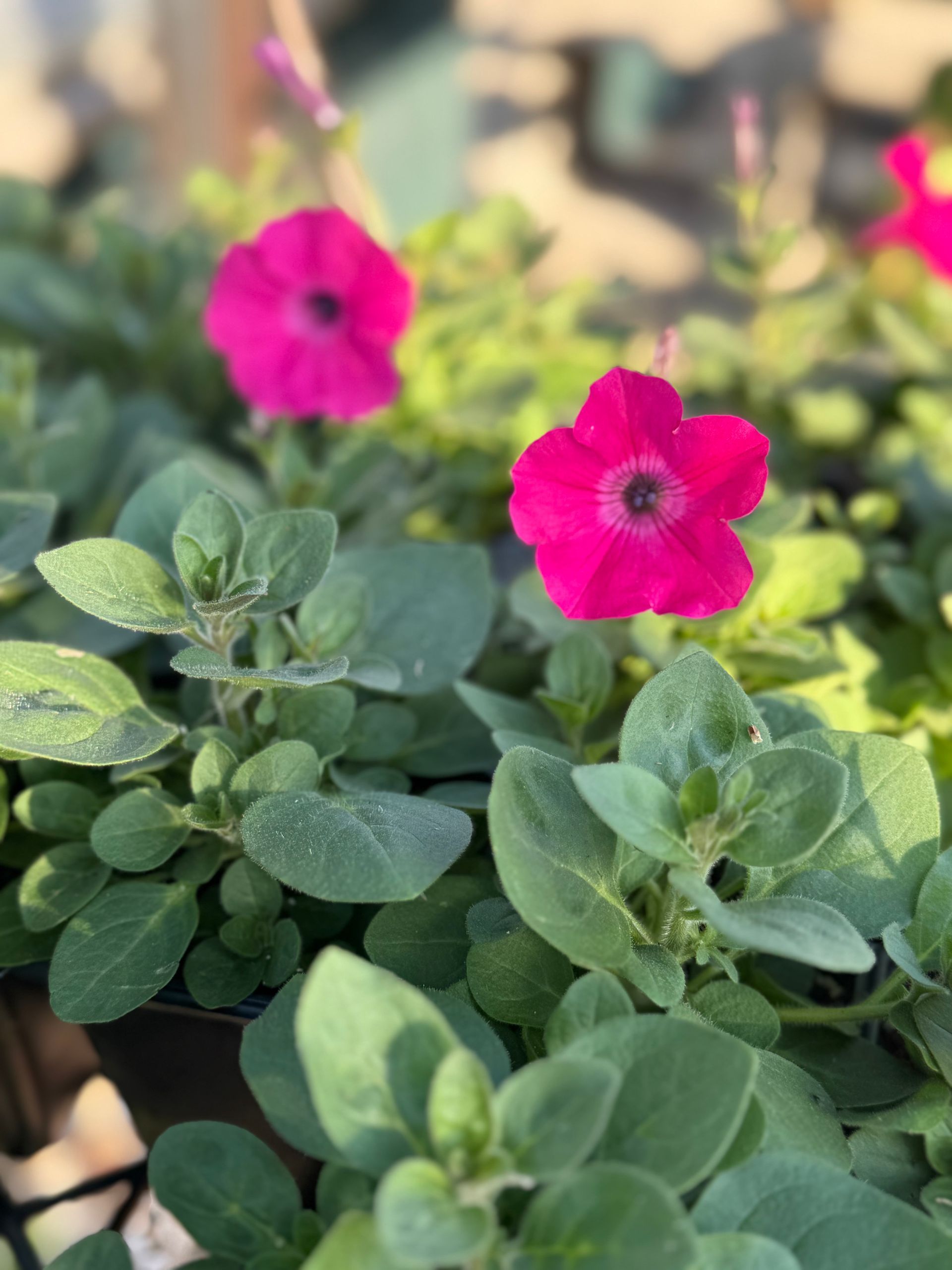 A pink flower is surrounded by green leaves