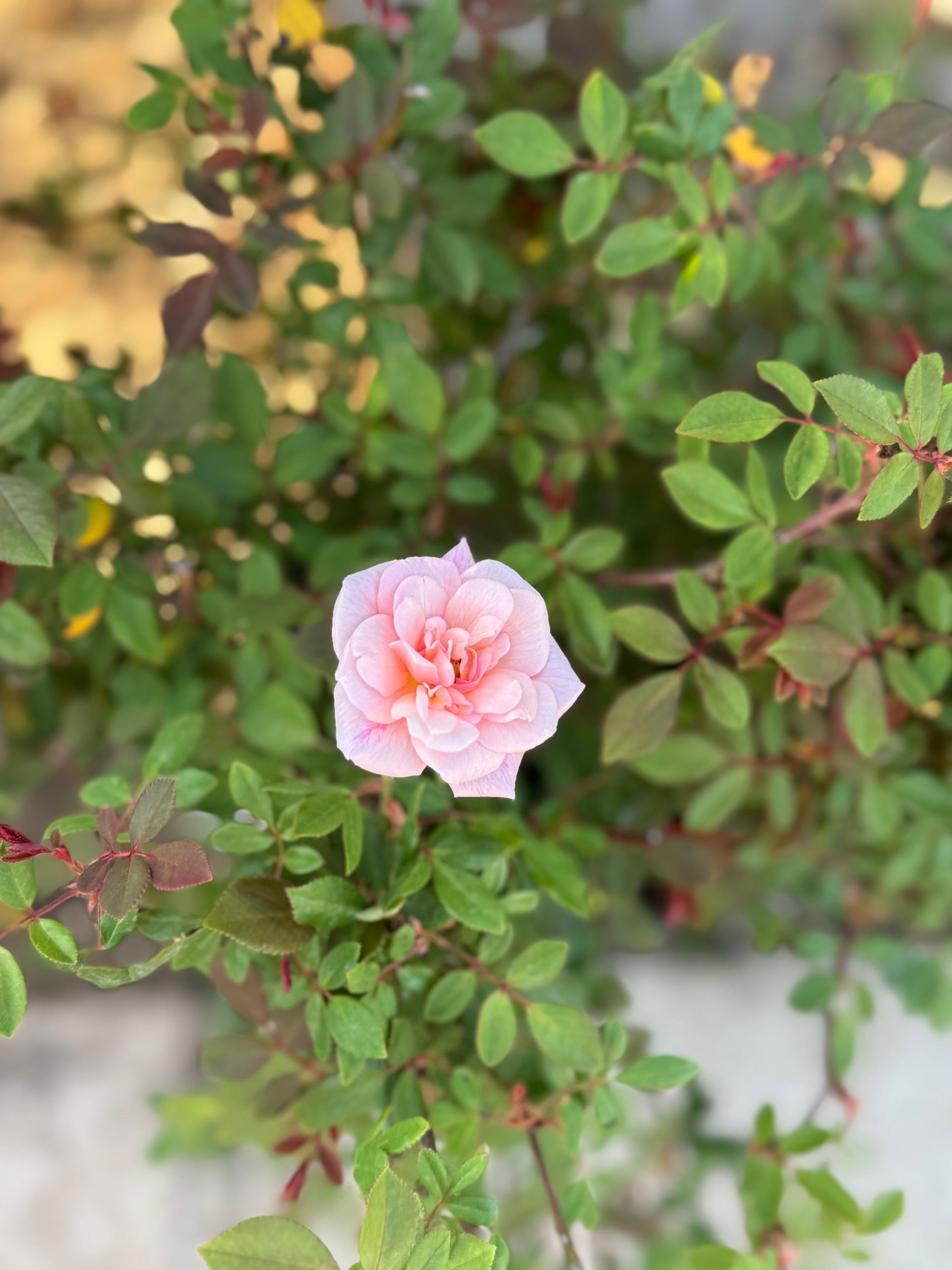A small pink flower is surrounded by green leaves on a bush.