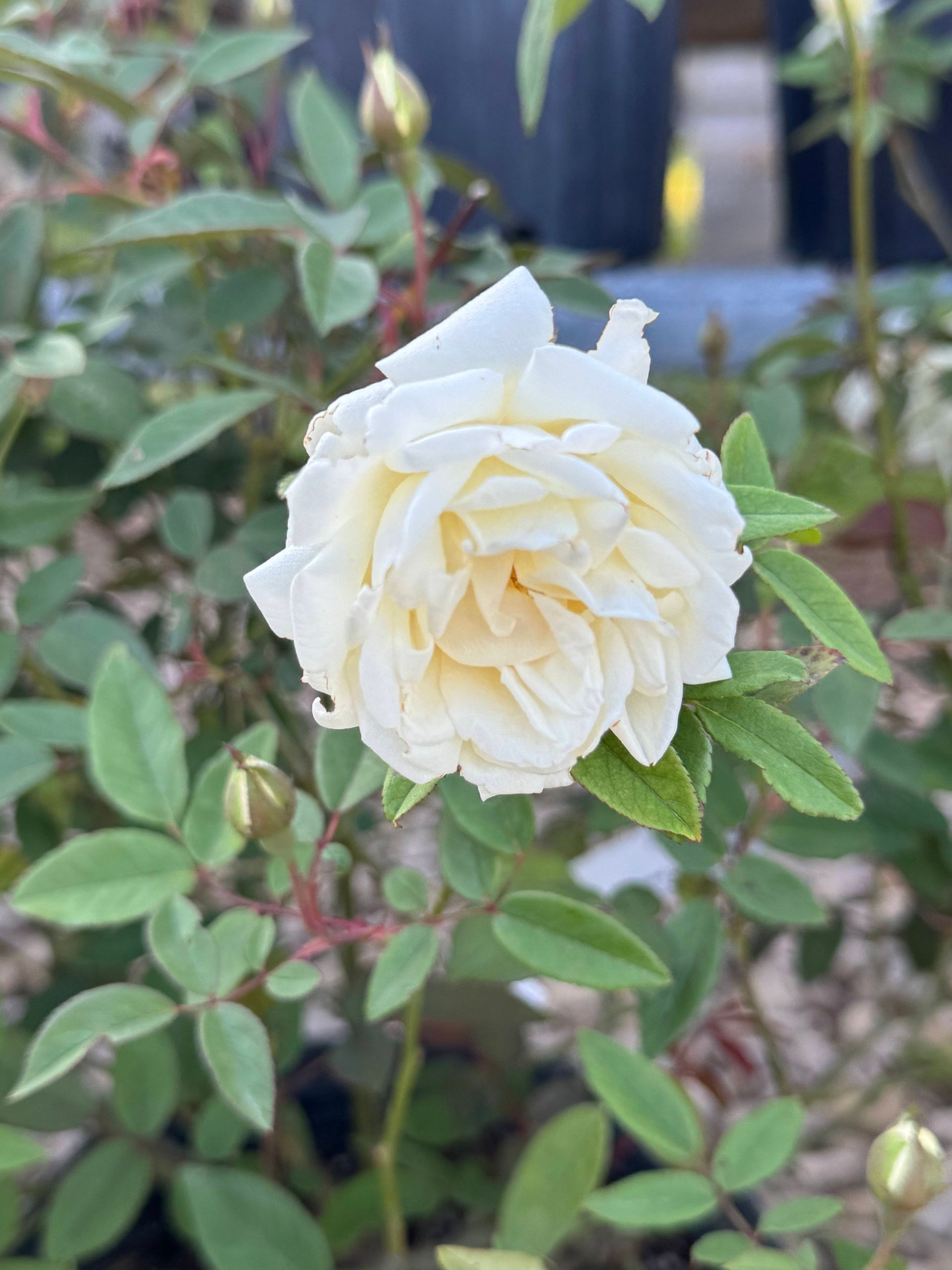 A close up of a white rose surrounded by green leaves.