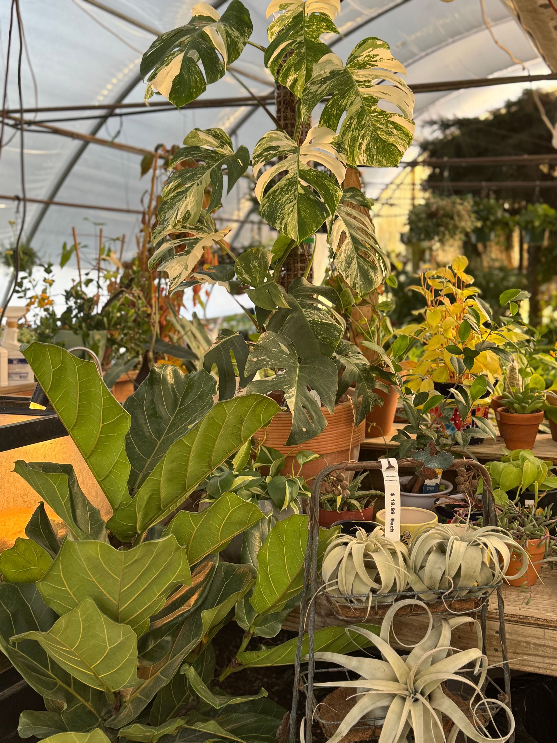 A greenhouse filled with lots of potted plants and air plants.
