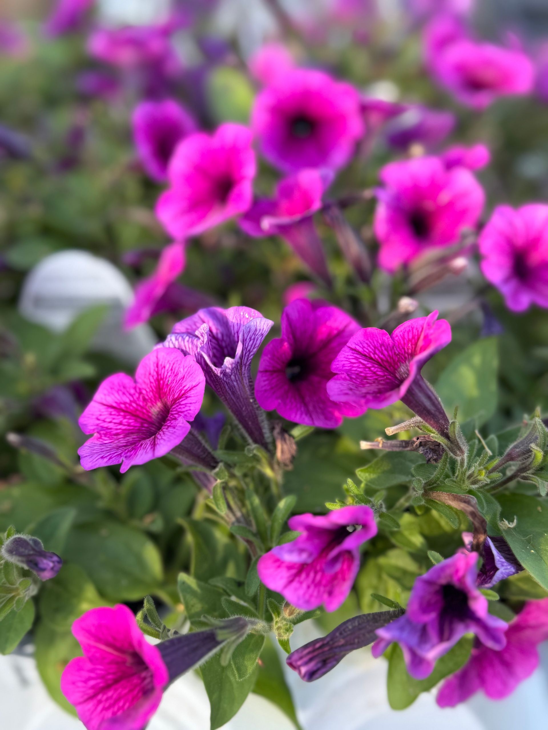 A bunch of purple flowers are growing in a pot.