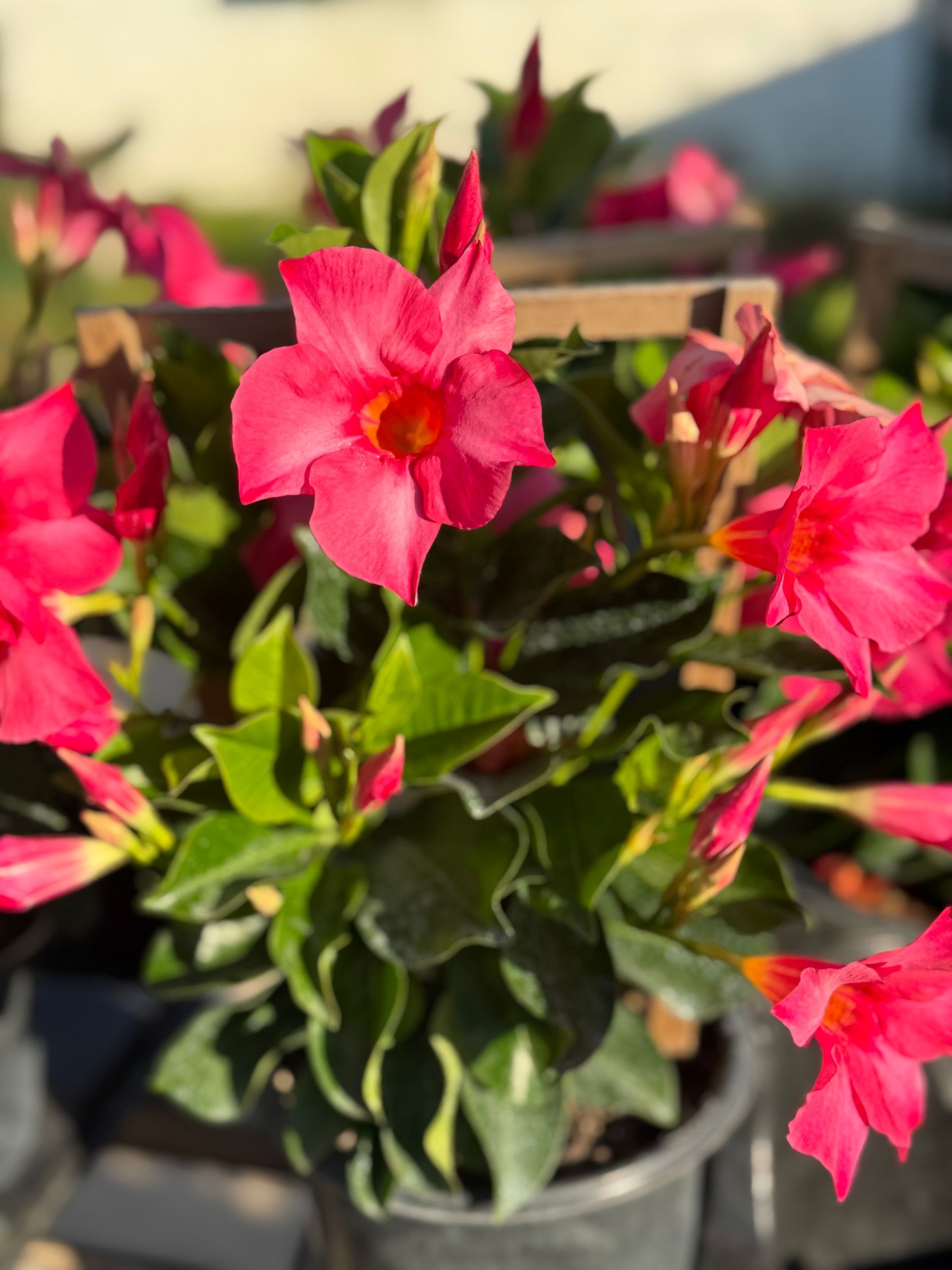 A potted plant with pink flowers and green leaves