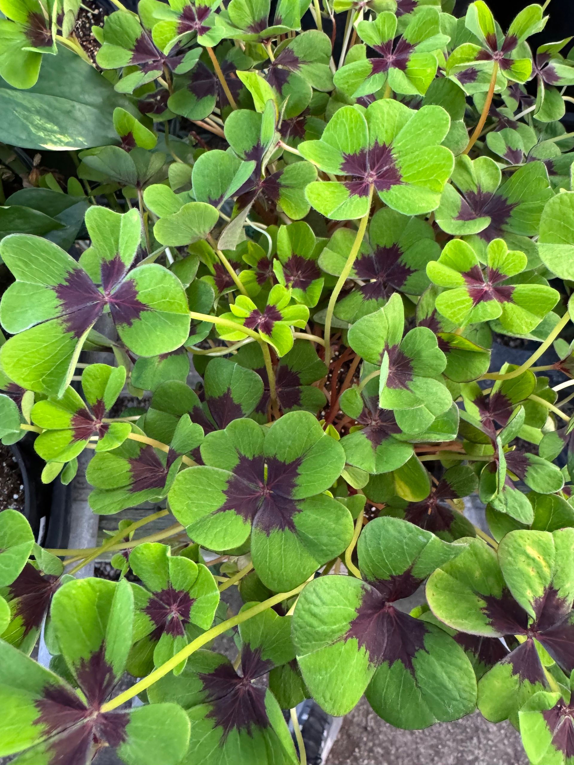 A close up of a plant with green leaves and purple flowers.