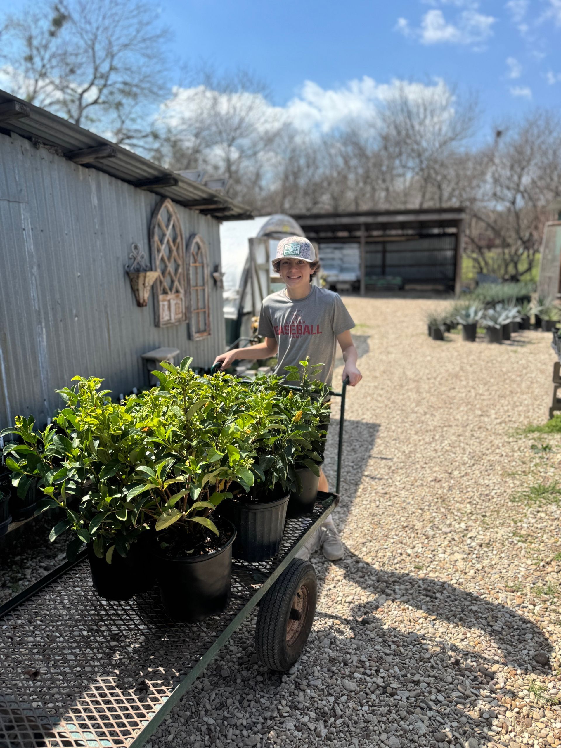 A man is pushing a cart full of potted plants.