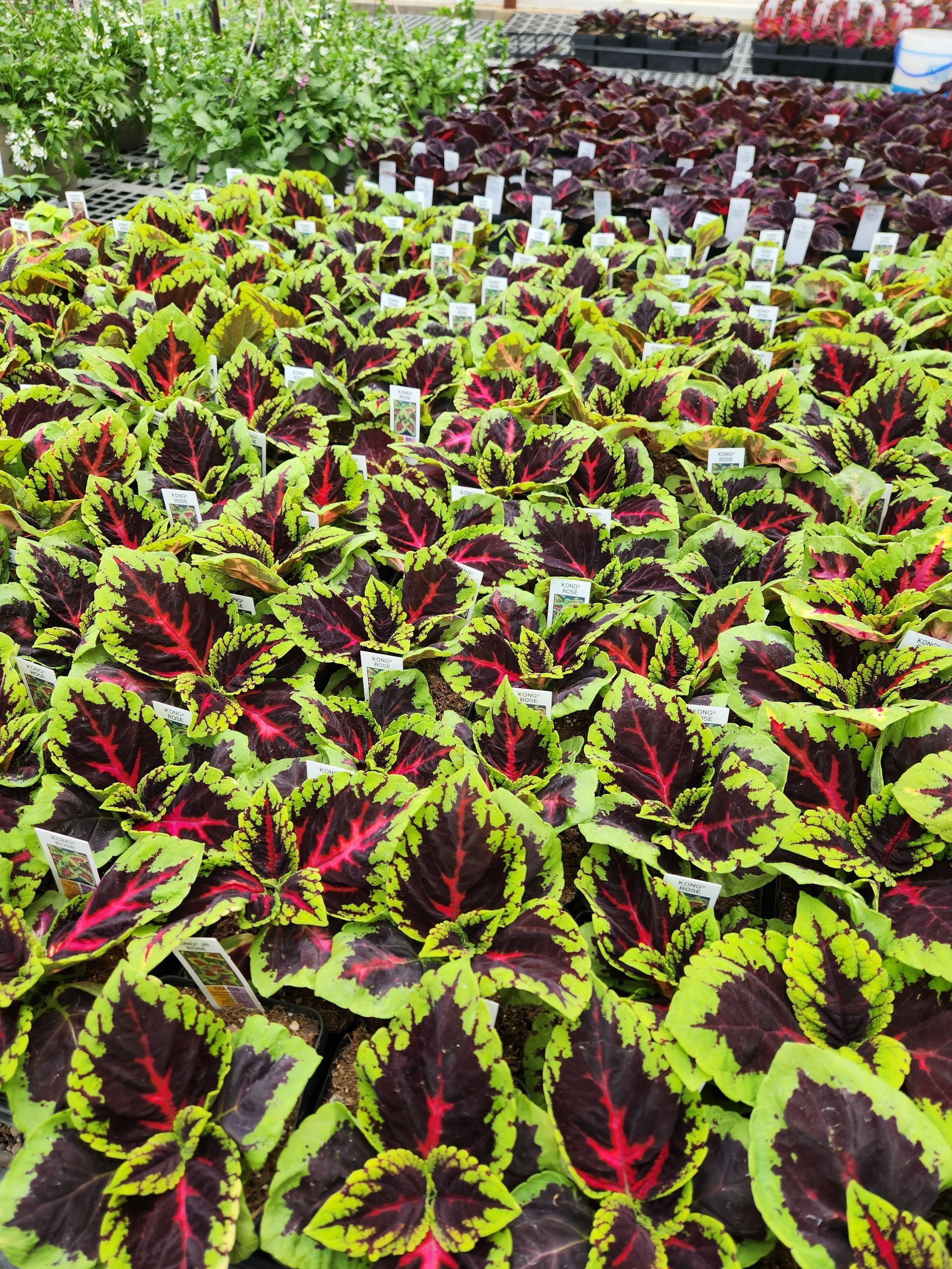 Garden center plants