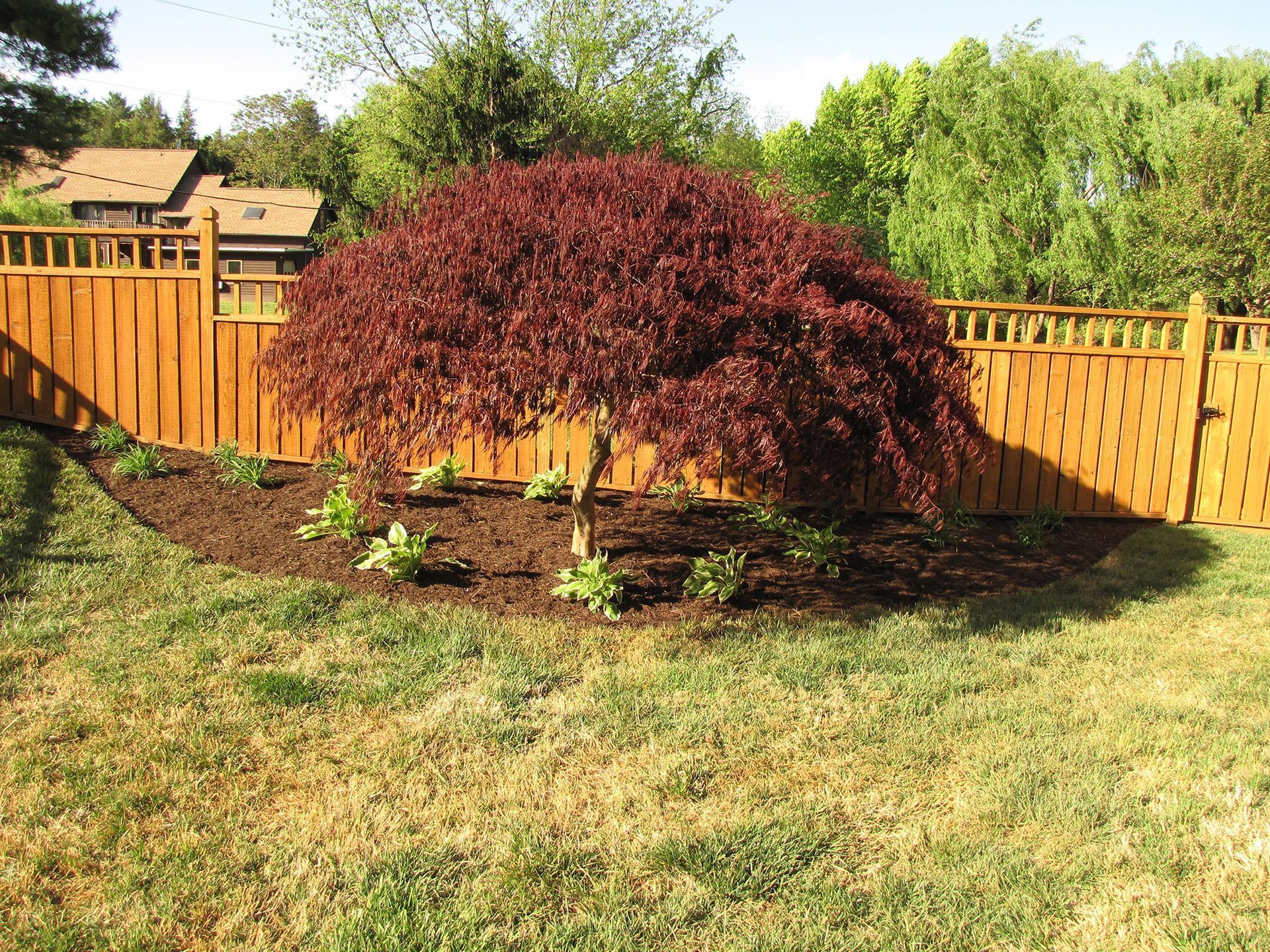 Red-leafed weeping tree in a mulched bed against a wooden fence, surrounded by green grass.