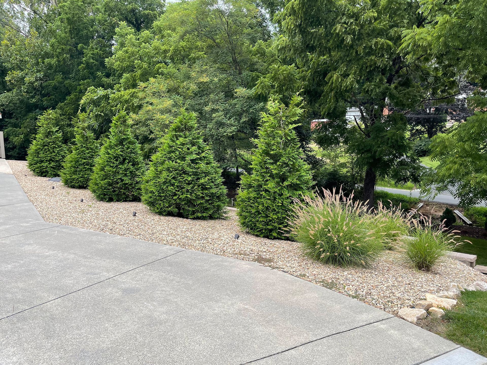 Row of green, conical shrubs along a gravel bed beside a concrete driveway. Trees in background.