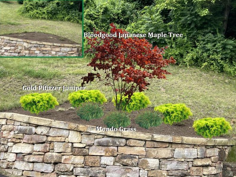 Landscape design with red Japanese maple, green juniper shrubs, and mondo grass on a stone retaining wall.