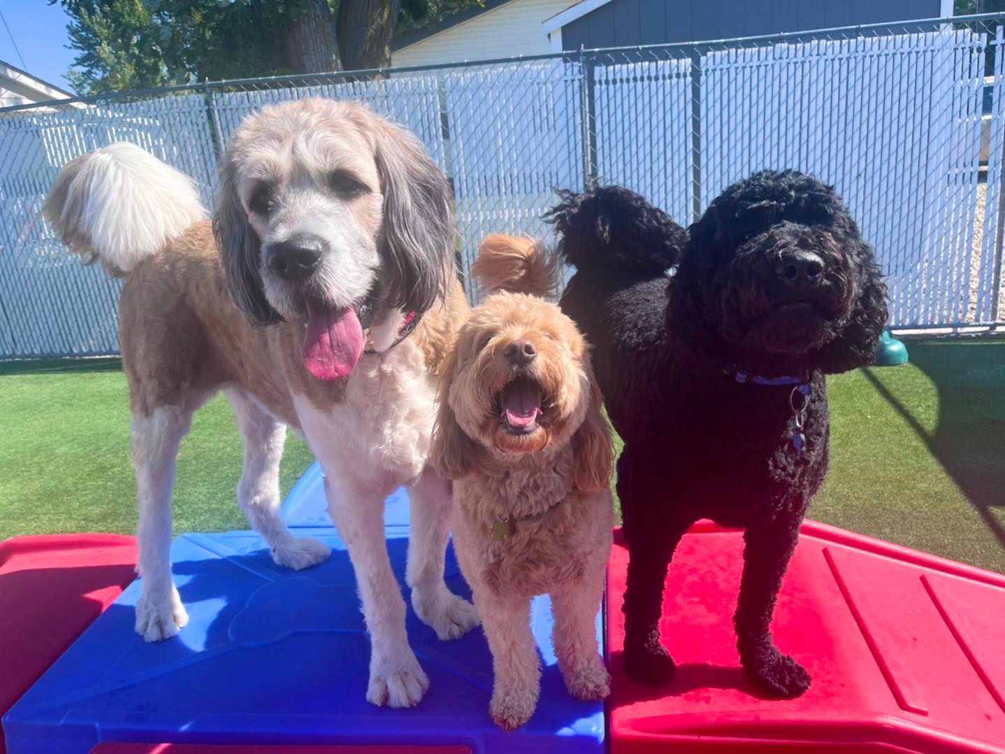 Three dogs are playing in a fenced in area