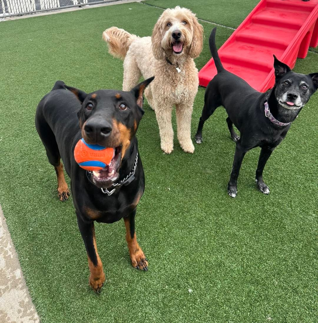 Dog inside the boarding facility
