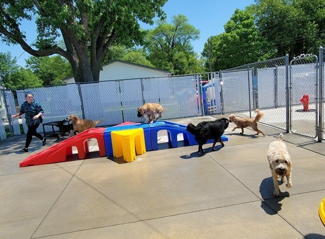 A group of dogs are playing in a fenced in area.