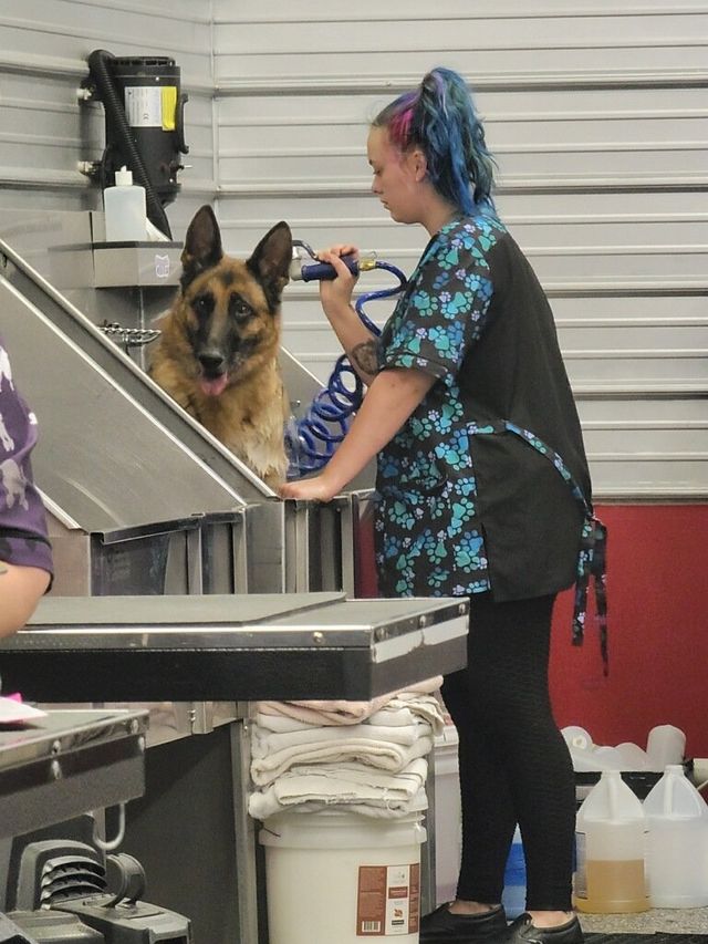 how much does it cost to become a dog groomer