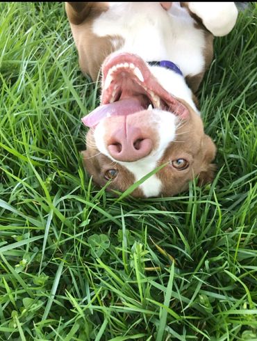 A brown and white dog is laying upside down in the grass.