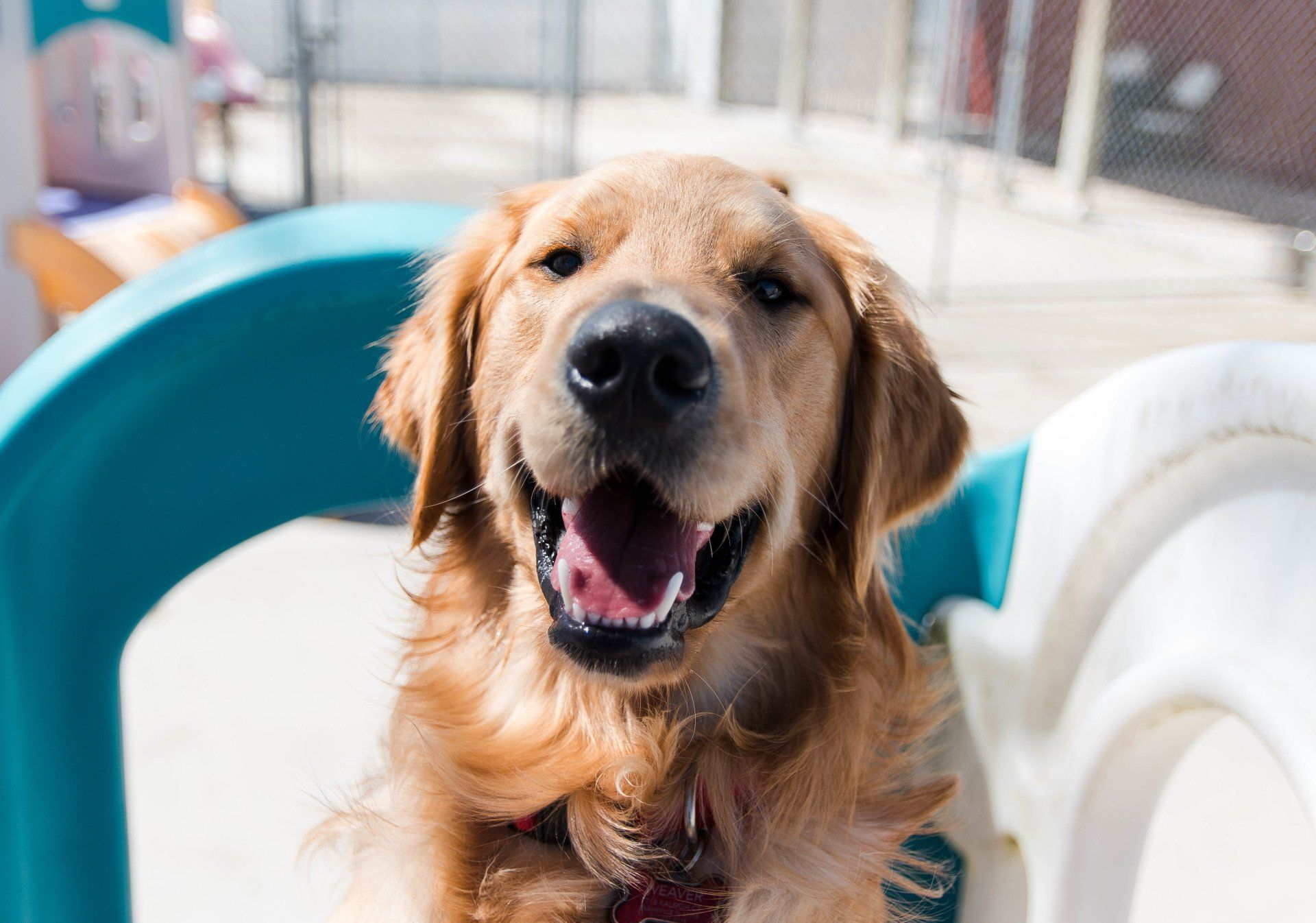 A brown dog is sitting in a blue and white container with its mouth open.