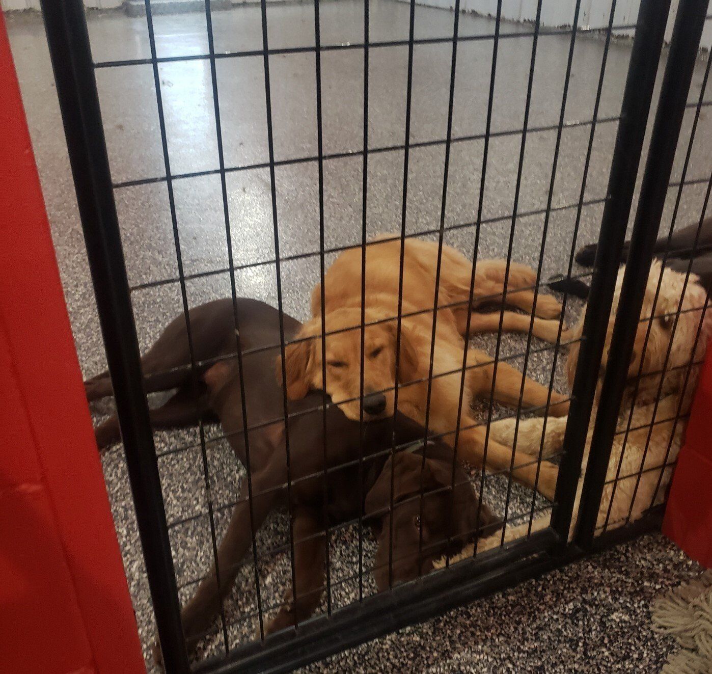 Three puppies are laying in a wire cage