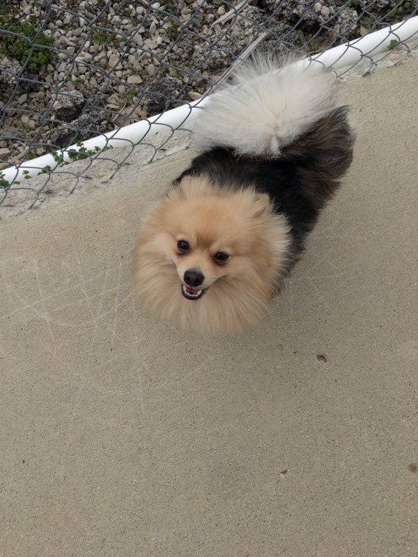 A pomeranian dog is walking on a sidewalk next to a chain link fence.
