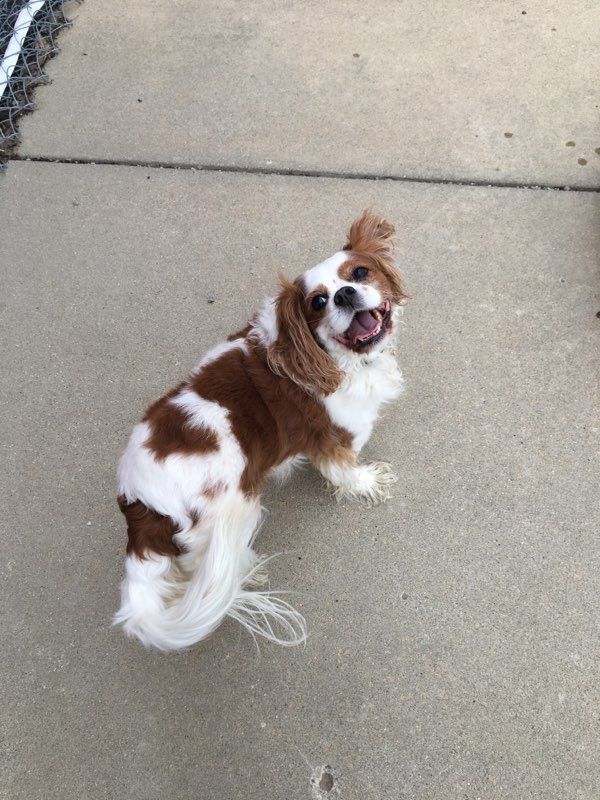 A brown and white dog is sitting on a sidewalk.