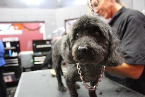A woman is grooming a small black dog on a table.