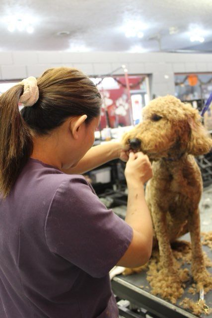 A woman is grooming a brown dog on a table